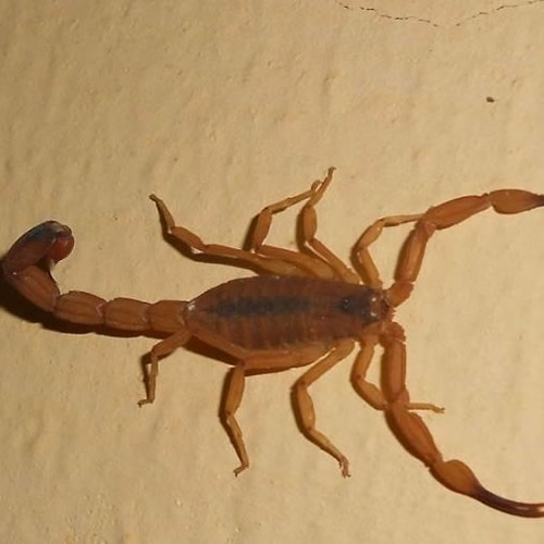 Acidente com escorpião | Como agir?