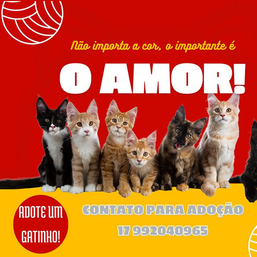 Adote um gatinho!